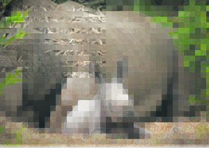 Newborn rhino brings joy at Kragga Kamma