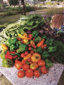 Agripreneurship: a solution to enhance food security as global conflict threatens local war on hunger warns development group