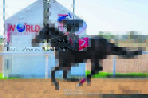 IN THE SADDLE | Nomads leave their mark at Fairview
