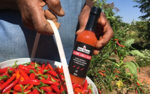 Get all hot and spicy at today’s Chilli Festival in Gqeberha