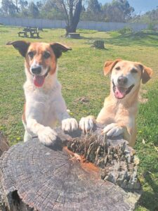 Rescues in the spotlight