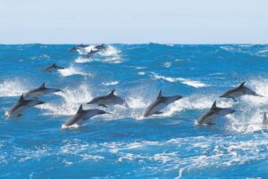 Ocean safaris unlock coastal and marine tourism