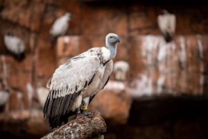 African vulture conservation project marks another milestone