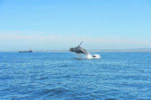 Welcome the whales at Willows ahead of migration