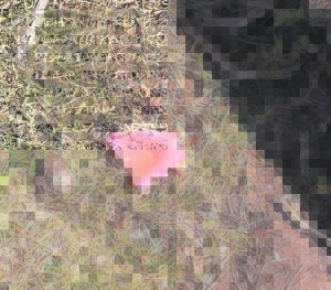 Torn shirt, bones found during search for German woman