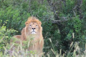 Ukrainian lions rescued, relocated to game farm between Gqeberha and JBay