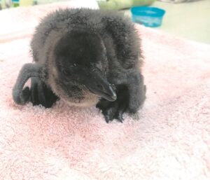 Nearly 100 African penguin chicks find refuge at SANCCOB centre