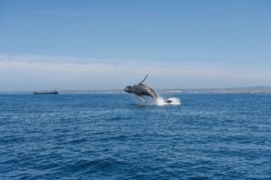 Welcome the whales at Willows ahead of migration