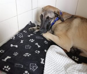 ‘Duisende dankies, Chase is nou weer sy ou self’