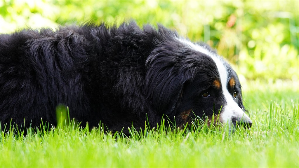 How to create a dog-friendly garden which could increase property value