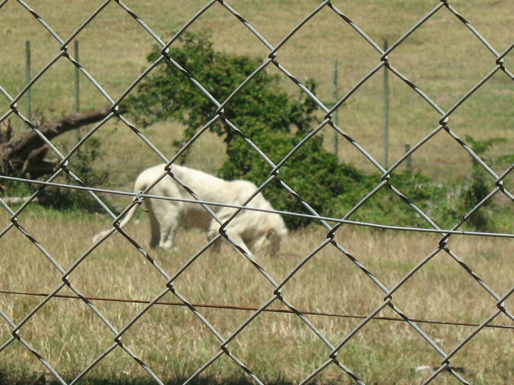 Seaview Predator Park before its closure (archive 