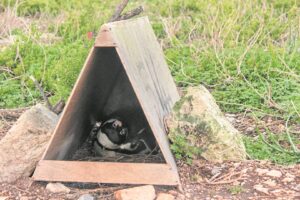 Artificial nests are a welcome boost