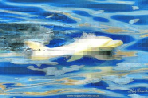 Albino Dolphin spotted in Algoa Bay