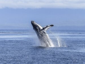 Juvenile humpback whale rescued in Algoa Bay, Gqeberha