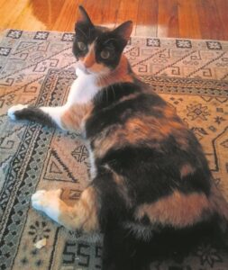 Purrrrr-fect reunion for owner and her adventuring cat after three years