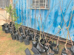 Motherwell gets hands dirty to save the environment