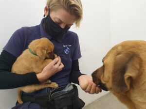 Eight human deaths reported due to rabies in Eastern Cape
