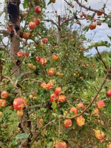 WATCH: NMB gets much-needed rain, hail damages Langkloof crops