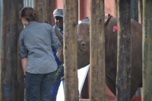 Rhinos translocated from Addo to Chad