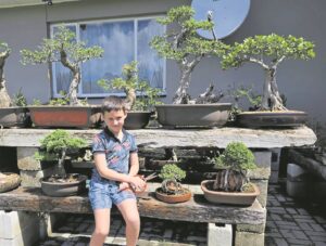Get ready for this year’s Bonsai Annual Show