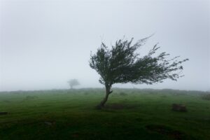 Weather warning | Damaging winds expected over large parts of Eastern Cape