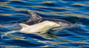 Albino Dolphin spotted in Algoa Bay
