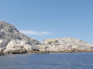 African penguins still at risk of extinction as department steps in