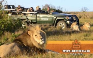 SPONSORED | Your Kruger Park safari? Tips for an incredible wildlife experience