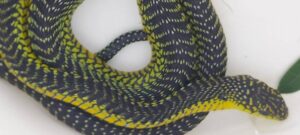 Fotograaf red boomslang van dié doring in die vlees