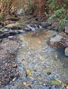 Residents raise alarm over sewage contamination