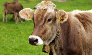 Injured cattle to be euthanised as police investiage Kinkelbos stock theft