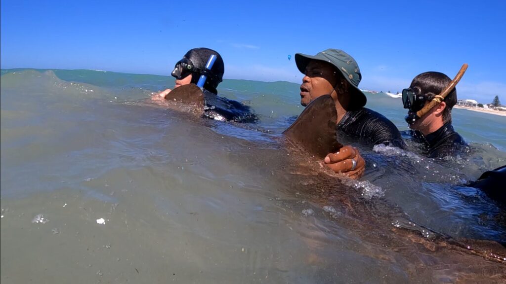 Kevin Spiby, Xolela Batayi and Mathew Radford from the Two Ocean Aquarium curatorial team ensure the safe release into the wild of Gen, the ragged tooth shark, off the coast of Struisbaai.