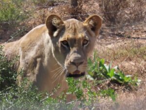 New lionesses boost genetic diversity in Addo Elephant National Park