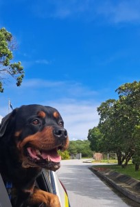 Heroic K9, ‘Night,’ begins recovery after injuries on duty