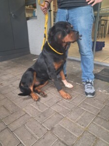 Gqeberha K9 ‘Night’ survives throat wounds after confronting burglar (21)