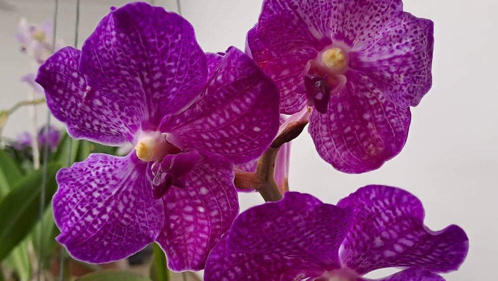 EP Orchid Society Annual Show 2025