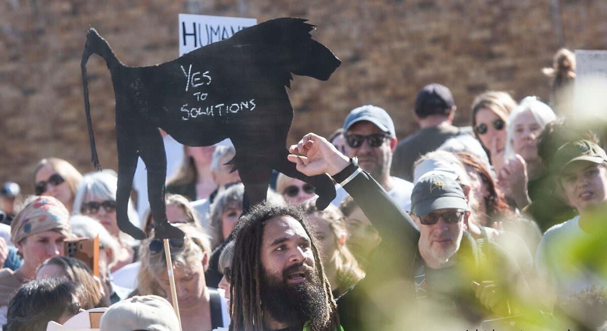 Activists march in Simon’s Town to stop removal of Cape Peninsula baboons