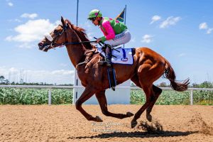 IN THE SADDLE: My Best Shot ready to shine on Saturday