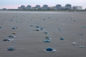 Jellyfish invasion forces shutdown of France’s largest nuclear power station