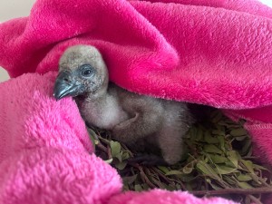Injured vultures given second chance to save species as 20 chicks born at Shamwari