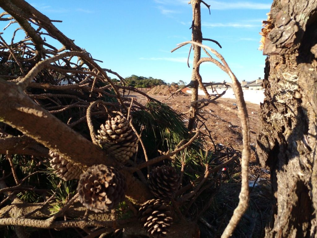 The aftermath of trees felled in Longwy Road, Lorraine.                              