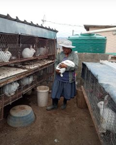 Young farmers hop into profitable rabbit farming business
