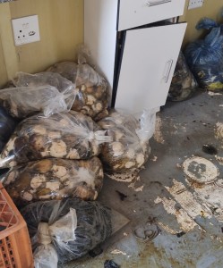 SAPS nab two abalone poachers in Gqeberha