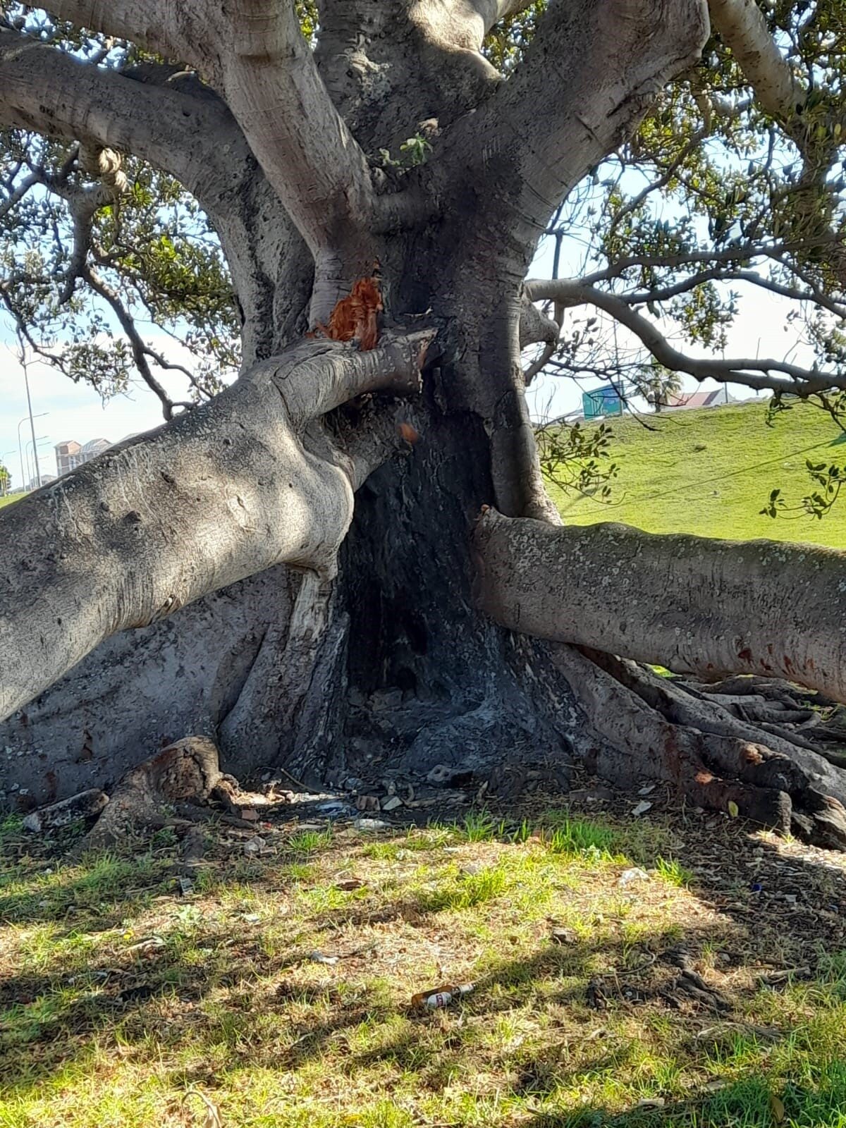 The hollow trunk of a 150-year-old Australian wild fig tree is allegedly being used by homeless people who light fires to keep warm.