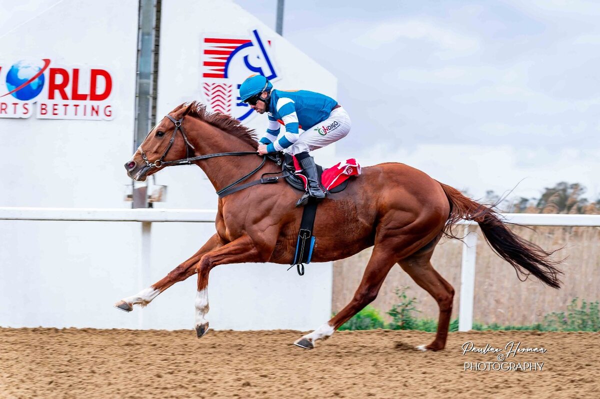 Firealley won his last race with Chase Maujean in the saddle.