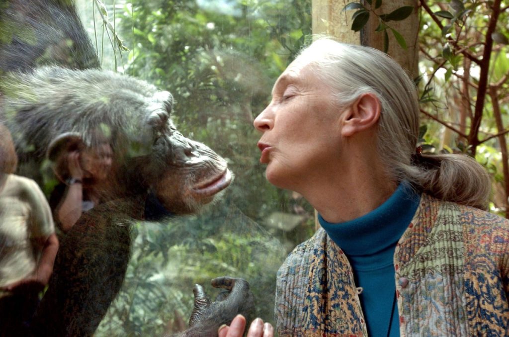  Jane Goodall, the world's foremost authority on chimpanzees, communicates with chimpanzee Nana, on June 6, 2004 at the zoo of Magdeburg in eastern Germany. British primatologist Jane Goodall, who studied chimpanzees and became a renowned wildlife crusader, has died aged 91, her institute said on October 1, 2025. Goodall "passed away due to natural causes" while in California on a speaking tour of the United States, the institute said in a statement on social media. (Photo by JENS SCHLUETER / DDP / AFP)