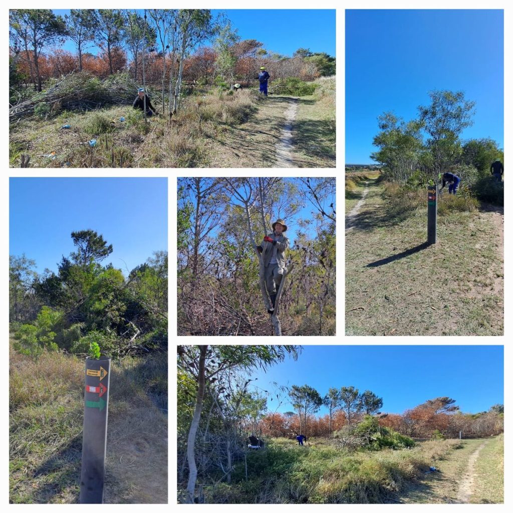 Reinier Van der Kuip (on photo in the middle), busy clearing invasives along the Fat Tracks trails.