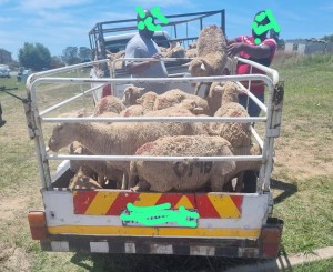 Government official and son arrested over alleged sheep theft