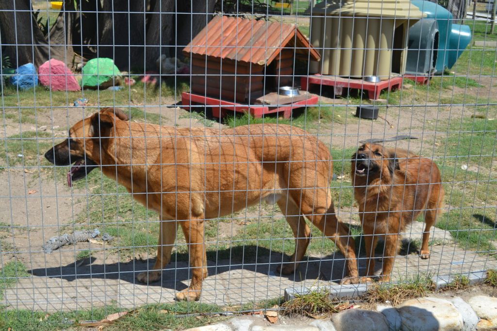 Dogs up for adoption after their owner tragically passed away. 