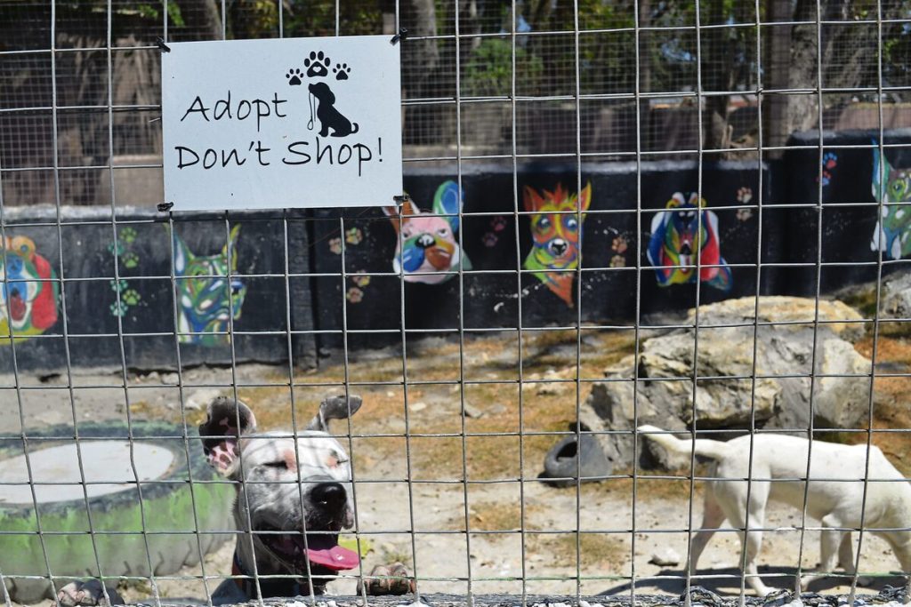 A special needs (deaf) pitbull peeking out from her enclosure. 